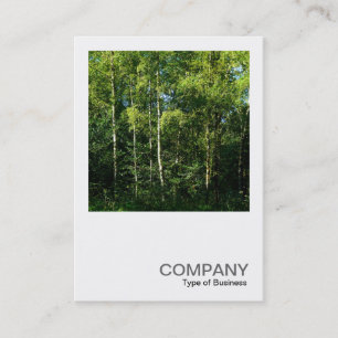 Carte De Visite Photo carré 0168 - Arbres à bouleau d'argent