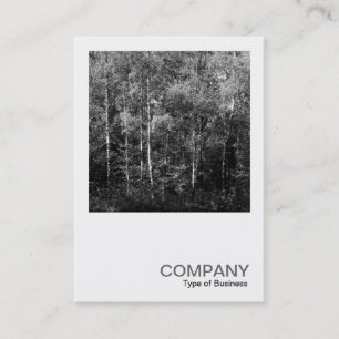 Carte De Visite Photo carré 0169 - Arbres à bouleau d'argent