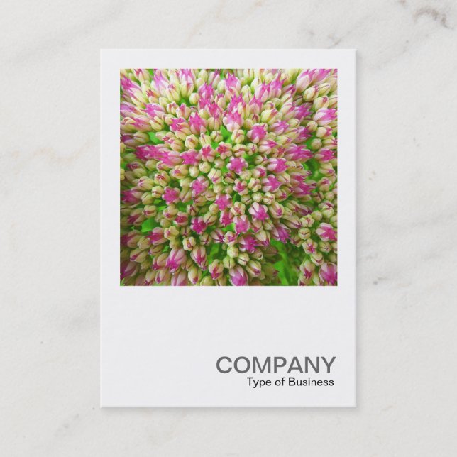 Carte De Visite Photo carré 0341 - Sedum "Autumn Joy" (Devant)