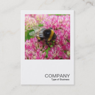 Carte De Visite Photo carré 0342 - Bumble Bee sur Sedum