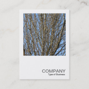 Carte De Visite Photo carré 0385 - Branches illuminées