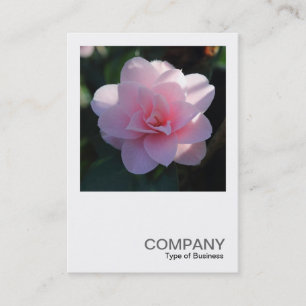 Carte De Visite Photo carré 0394 - Camellia rose