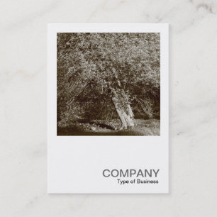 Carte De Visite Photo carré 0404 - Holly Tree - Sepia