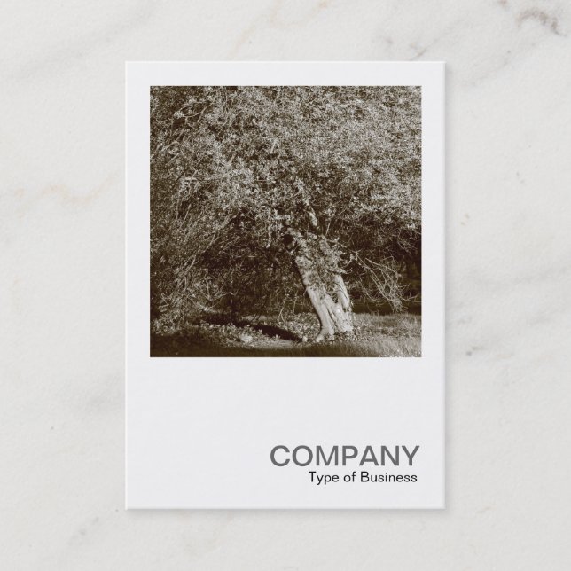 Carte De Visite Photo carré 0404 - Holly Tree - Sepia (Devant)