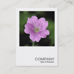 Carte De Visite Photo carré 0406 - Geranium Endressii