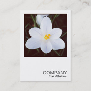 Carte De Visite Photo carré 0430 - Crocus blanc
