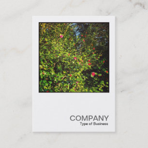 Carte De Visite Photo carré 0438 - Camellia Bush 02