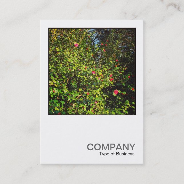 Carte De Visite Photo carré 0438 - Camellia Bush 02 (Devant)