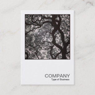 Carte De Visite Photo carré 0463 - Arbre de Magnolia en fleurs