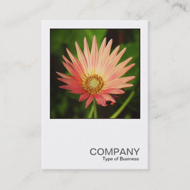 Carte De Visite Photo carré 0506 - African Daisy (Devant)