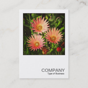 Carte De Visite Photo carré 0507 - Daisies africaines