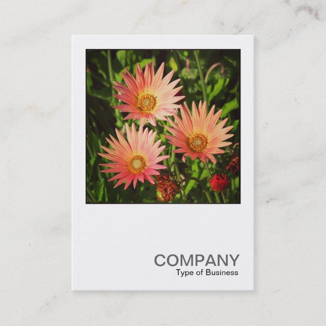 Carte De Visite Photo carré 0507 - Daisies africaines (Devant)