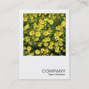 Carte De Visite Photo carré 0508 - Marguerites Jaunes