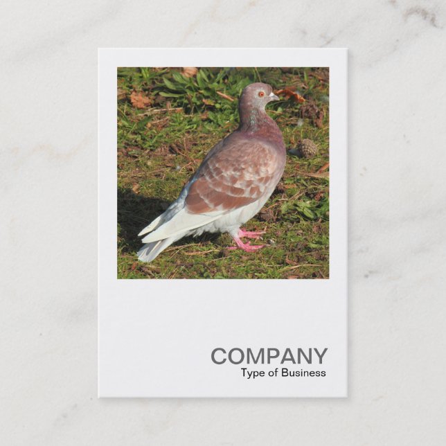 Carte De Visite Photo carré 0551 - Pigeon (Devant)