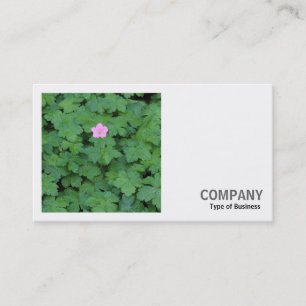 Carte De Visite Photo carré (v2) - Géranium solitaire