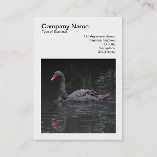 Carte De Visite Photo carré (v3) - Cygne noir