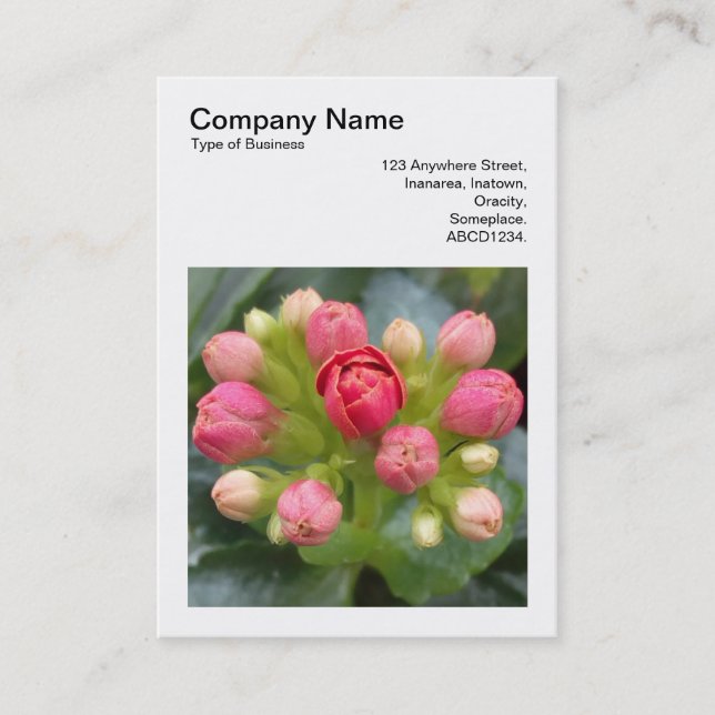 Carte De Visite Photo carré (v3) - Kalanchoe Buds (Devant)