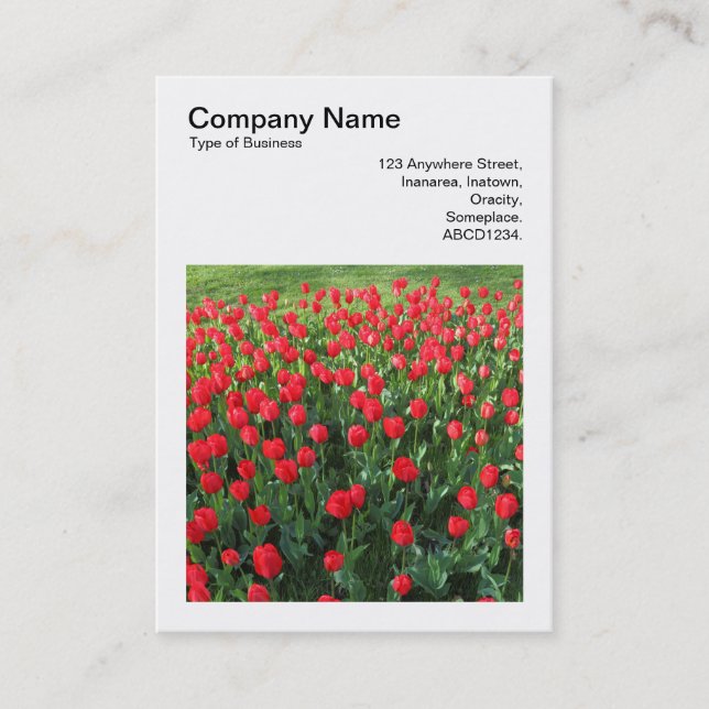 Carte De Visite Photo carré (v3) - Lit de tulipes rouges 01 (Devant)