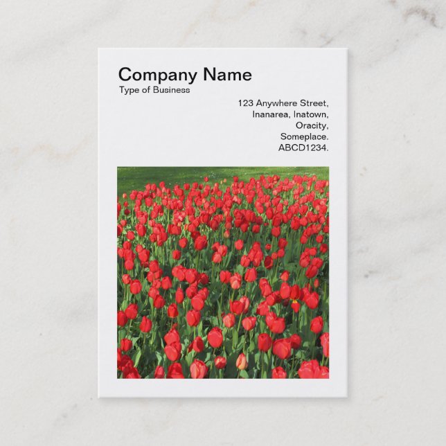 Carte De Visite Photo carré (v3) - Lit des tulipes rouges 02 (Devant)