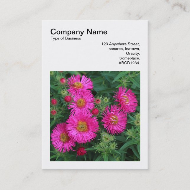 Carte De Visite Photo carré (v3) - Michaelmas Daisies 01 (Devant)