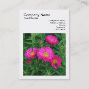 Carte De Visite Photo carré (v3) - Michaelmas Daisies 02