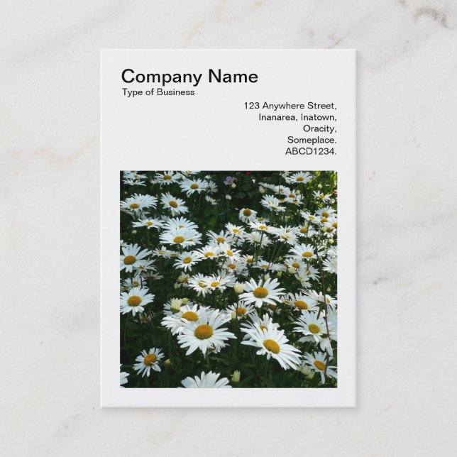 Carte De Visite Photo carré (v3) - Shasta Daisies (Devant)