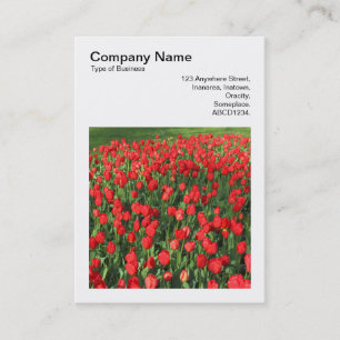 Carte De Visite Photo Carrée (v3) - Lit de Tulipes Rouges 02