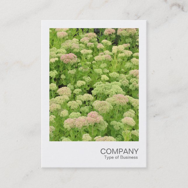 Carte De Visite Photo instantanée 058 - Sedum (Automne Joy) (Devant)