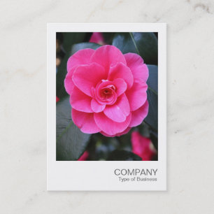 Carte De Visite Photo instantanée 067 - Camellia rose