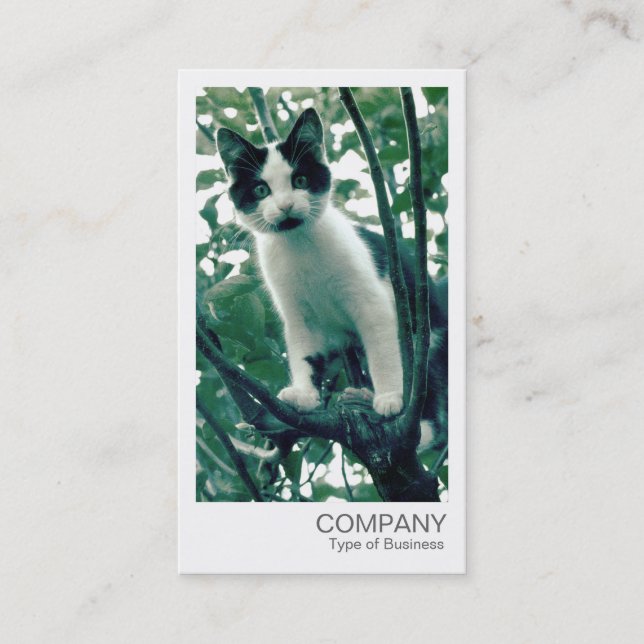 Carte De Visite Photo instantanée - Kitten dans un arbre Apple (Devant)