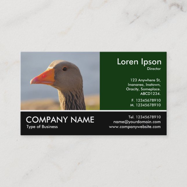 Carte De Visite Photo Pied - Oie Inquistive (Devant)