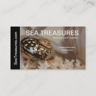 Carte De Visite Photographie SeaShells