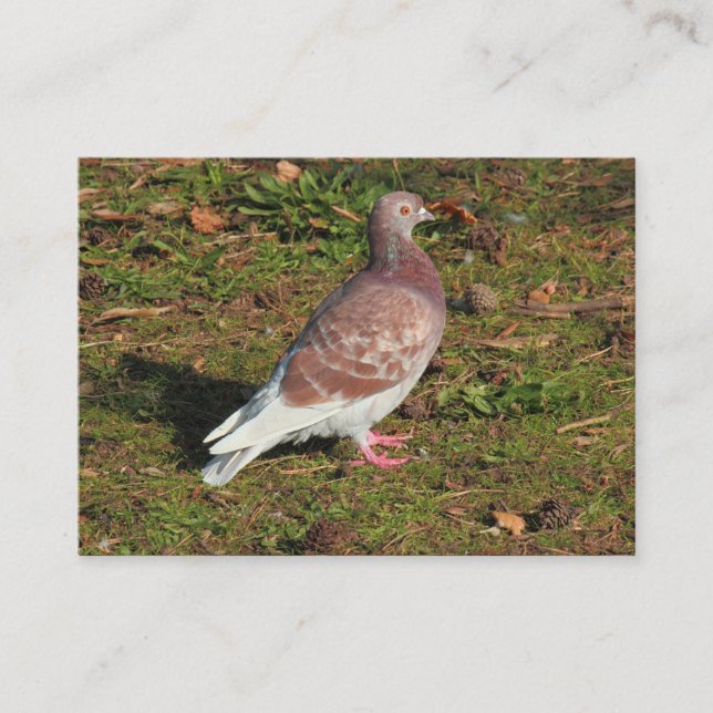 Carte De Visite Pigeon à Roath Park Lake Cardiff (Devant)