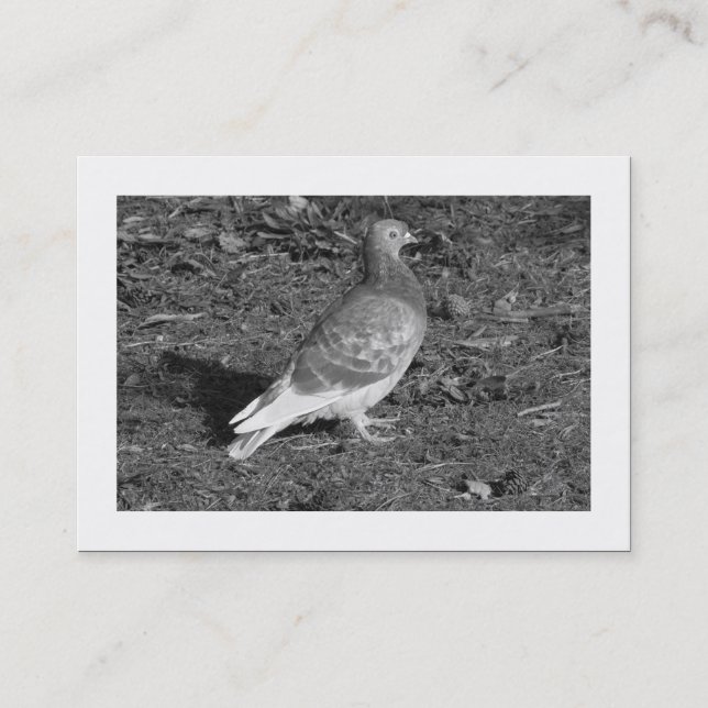 Carte De Visite Pigeon BW (frontière) (Devant)