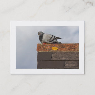Carte De Visite Pigeon du bon matin (frontière)
