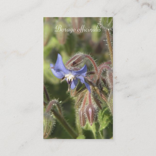 Carte De Visite Plan rapproché bleu de fleur d'officinalis de (Devant)