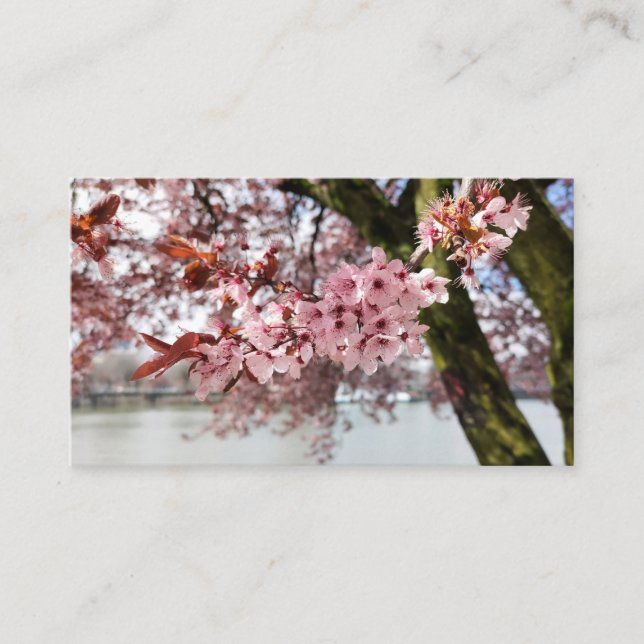 Carte De Visite Portland's Pink Embrace : Cerry Blossom Serenity (Devant)