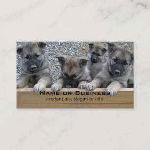 Carte De Visite Puppies de Norvège