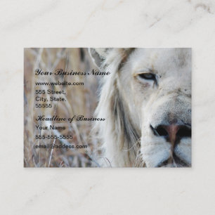 Carte De Visite Repos blanc de lion de l'Afrique du Sud