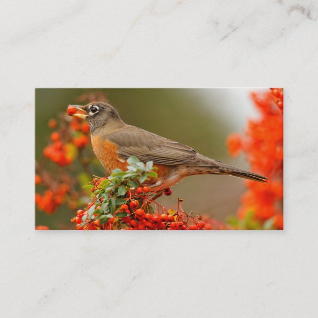 Carte De Visite Robin américain avec Pyracantha Pomme (Devant)