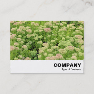 Carte De Visite Sedum (Joie d'automne)