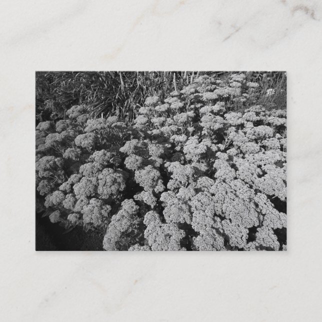 Carte De Visite Sedum "Joie d'automne" (Devant)