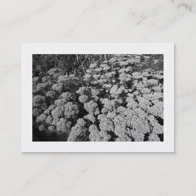 Carte De Visite Sedum "Joie d'automne" (Bordé) (Devant)