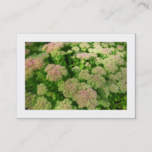 Carte De Visite Sedum "Joie d'automne" (Bordé)