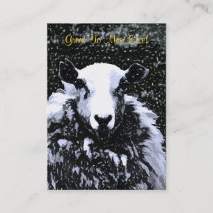 CARTE DE VISITE SHEEP