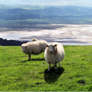 CARTE DE VISITE SHEEP DE MONTAGNE BIEN-ÊTRE