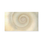 Shell - conchyliologie - spirale blanche