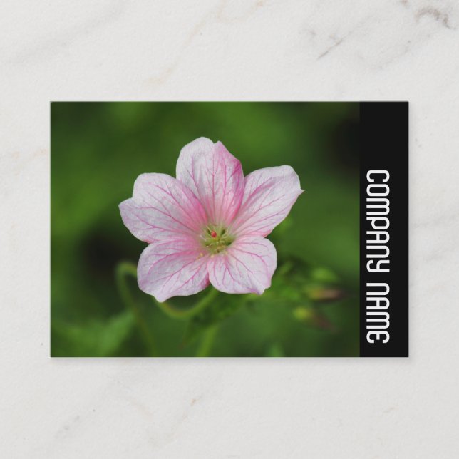 Carte De Visite Side Band - Balnéaire (Devant)