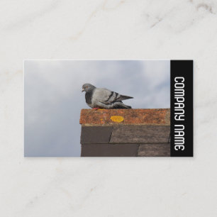 Carte De Visite Side Band - Good Morning Pigeon