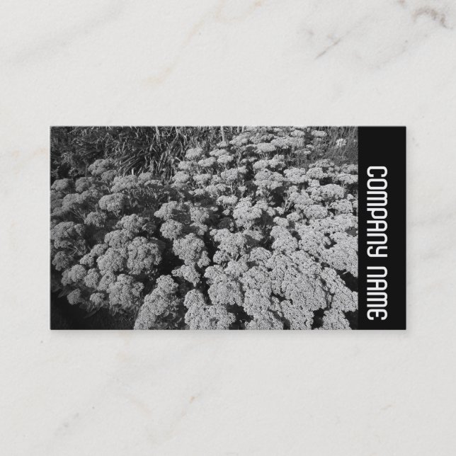 Carte De Visite Side Band - Sedum "Autumn Joy" (Devant)